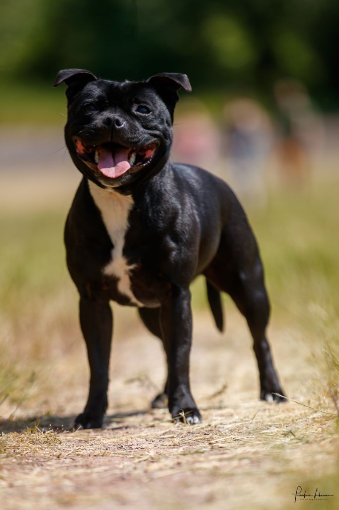 Ruby rhaiis Of Black Lovely Staffie