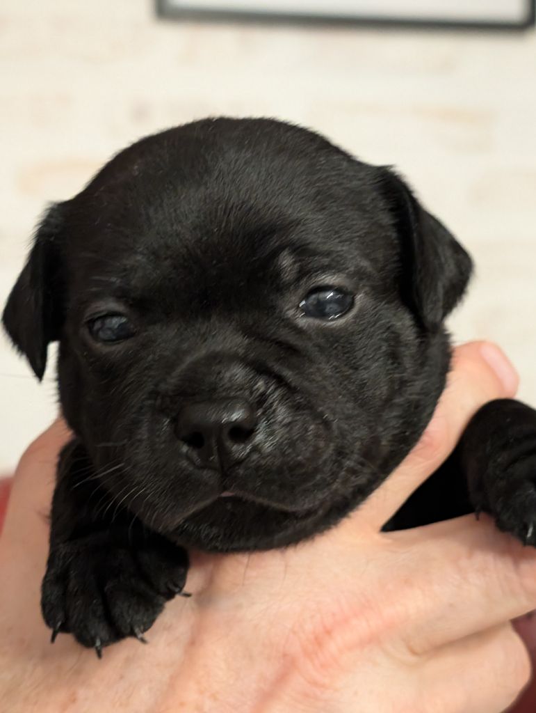 Des Astuces Du Marais - Chiot disponible  - Staffordshire Bull Terrier