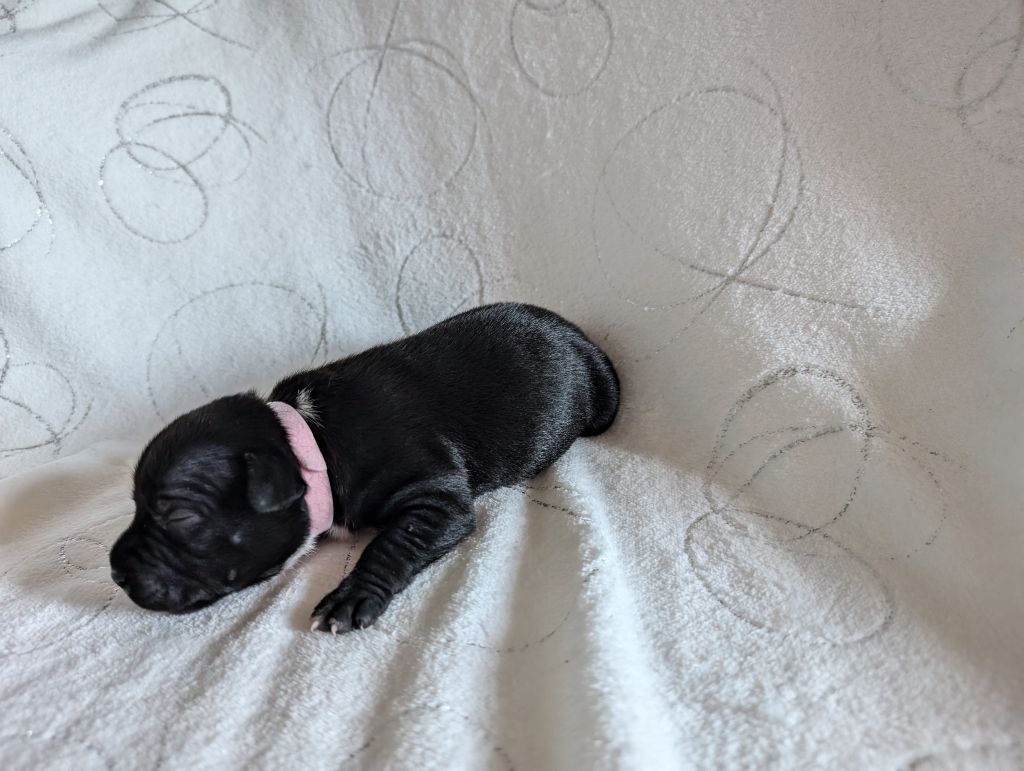 Des Astuces Du Marais - Chiot disponible  - Staffordshire Bull Terrier