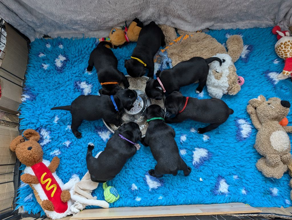 Chiot Staffordshire Bull Terrier Des Astuces Du Marais